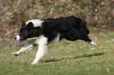 BORDER COLLIE 842